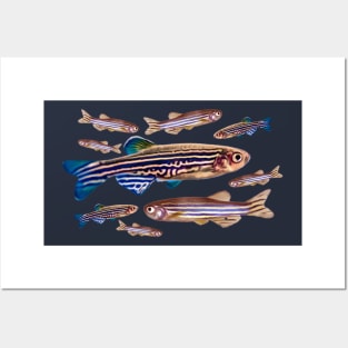 Zebrafish Danio Model Organism Genetics Biology Pattern Posters and Art